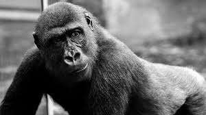 There are two types of camels: Gorilla Spirit Animal Symbolism And Meaning