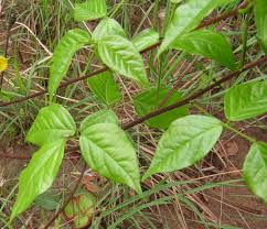 Image result for Sphenostylis