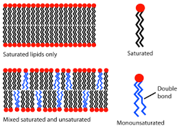 We did not find results for: Lipid Bilayer Wikipedia
