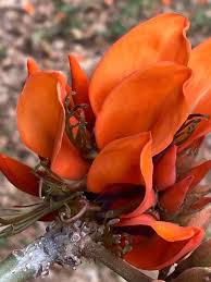 Image result for Erythrina fusca