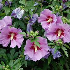 Gartenhibiskus Hibiscus Syriacus Gartenhibiskus Straucher Pflanzen Hibiskus