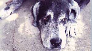 Most cases clear up within a week to 10 days, although sometimes upper respiratory infections will hang on for a few weeks. Treating Uris In Cats And Dogs Petcarerx