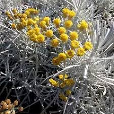 Image result for Helichrysum chasei