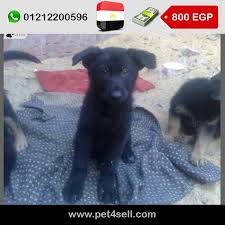 مصر القاهرة جرو جيرمن بلاك كوت عمر 50 يوم pet4sell dogs animals