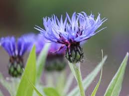 Check spelling or type a new query. Top 55 Beautiful Types Of Blue Flowers With Names And Pictures Florgeous