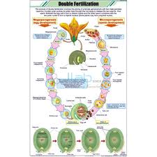 Pollination Chart India Pollination Chart Manufacturer