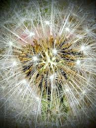 Image result for Taraxacum
