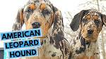 American Leopard Hound: Information, pictures, videos and more