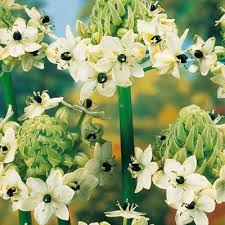 Image result for Ornithogalum seineri