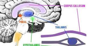 Include (or exclude) results marked as nsfw. Pin On Pineal Gland