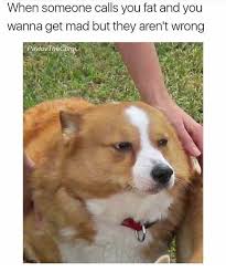 20 Corgi Memes To Make You Wonder What Did We Do To Deserve Them Funny Animal Memes Animal Memes Corgi Memes
