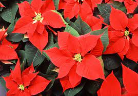 Crown Of Thorns Plant Description Meaning Britannica
