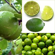 Image result for Citrus × aurantiifolia