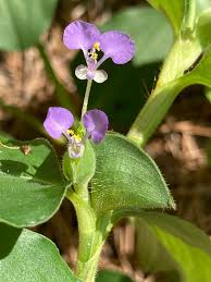 Image result for Commelina