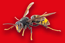 Snapgod xyz sex she seems older and larger than one was