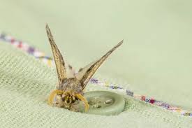 There are two prominent species of clothing moths: Clothes Moths Biology And Ways To Help Get Rid Of Them Terminix