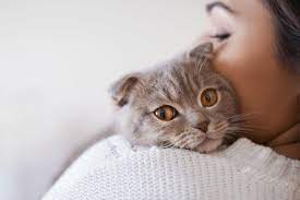 How much does it cost to desex a cat or dog? Cat Dog Cremation Pet Cremation Services Pet Cremation Near Me