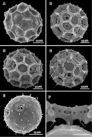 Image result for Vernonia meiostephana