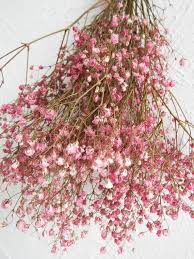 This classic flower displays many tiny, cloud like blooms covering its branches. Pink Baby S Breath Dried Pink Flowers Baby S Breath Gypsophila Dried Babies Breath Pink Shabby Rose Pink Flowers Babys Breath Flowers