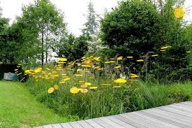 Cazador Del Sol On Twitter These Sunflowers Don T Even Need To Be Watered And At Night Provide A Glowing Garden Http T Co Rhzwk8j90u Twitter