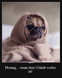 Montag Wenn Dein Urlaub Vorbei Ist Lustige Bilder Spruche Witze Echt Lustig Hund Funnies Urlaub Zu Ende Urlaub Lustig