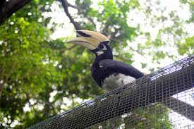 Secara umum, harga burung kacer jantan memiliki harga yang lebih mahal dari betina, entah itu masih anakan hingga yang. Ops Burung Turki Taman Burung Kuala Lumpur Eratuku