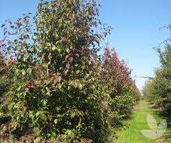 We did not find results for: Pyrus Ussuriensis Manchurian Flowering Pear Trees Speciality Trees