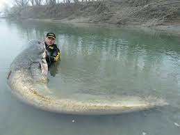 Silure Record Du Monde Top 20 Des Plus Gros Silures Du Monde Chiptshirts