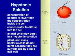 We did not find results for: Why Does A Plant Cell Not Burst In A Hypotonic Solution
