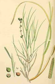 Image result for Stuckenia