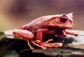 Image result for Strabomantis anatipes