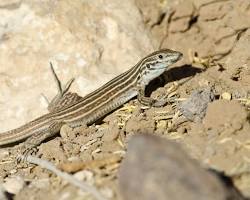Image of Whiptail lizards (animal)
