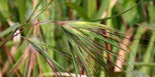 Minyak bulu perindu merupakan sarana pengasihan, pemikat hati, kasih sayang, dan asmara yang bermedia parfum/minyak wangi. Mengenal Bulu Perindu Bisa Pelet Lawan Jenis Hingga Penglaris Usaha Benarkah Rumah123 Com