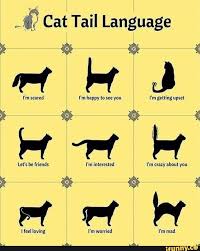 Cat Tail Language I M Scared I M Happy To See You I M Getting Upset Let S Be Friends I M Interested I I M Crazy About You Let S Be Friends I M Interested I M Cr Cat