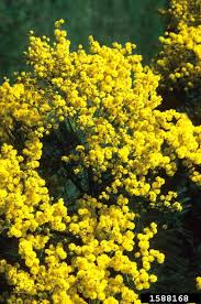 Image result for Acacia decurrens