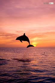 Maybe you would like to learn more about one of these? Dolphins Jumping In The Sunset Hd Wallpaper Dolphins Beautiful Scenery Photography Sunset