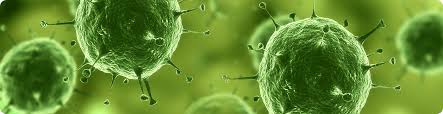 ПЦР-диагностика микоплазмы хоминис (Mycoplasma hominis) | ВИРА-Центр г.  Нефтеюганск