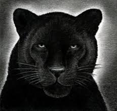 How To Draw A Black Panther Realistic Panther Step By Step Rainforest Animals Animals Free Online Draw Black Panther Drawing Black Panther Animal Drawings