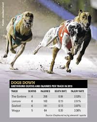 Australia's best free daily greyhound racing tips. Geens Senator Mehreen Faruqi Calls For Greyhound Racing To Be Banned Following The Release Of Death And Injury Statistics Newcastle Herald Newcastle Nsw