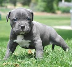 Pitbulls have had an unwarranted bad reputation over the past years and mass media promotes them as biters and murderer types of dog breeds. Blue Nose Gator Pitbull Puppies For Sale Pitbull Puppies