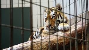 Also called an animal park or menagerie) is a facility in which animals are housed within enclosures, cared for, displayed to the public, and in some cases bred. Zoos Kritik An Zoos Tier Und Mensch Natur Planet Wissen