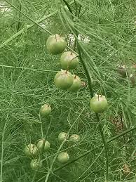 Image result for Asparagus radiatus