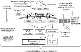 We report here a preterm patient who died because of severe diffuse necrotizing enterocolitis (nec) after topical application of 0.5% cyclopentolate and 1.25% phenylephrine during rop screening to emphasise the serious side effects of these agents. Schematic Summarizing The Pathologic Features That Contribute To The Download Scientific Diagram