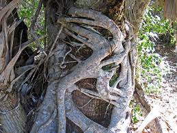 Here's how to tell the difference between the species you see in florida. Florida Plant Identification For Beginners Plantsnap