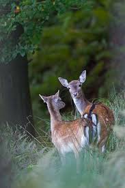 Fallow Deer The Gestation Period Is 230 Days Photo Doe And Fawn Damhirsch Reh Naturfotos