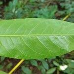 Image result for Shirakiopsis