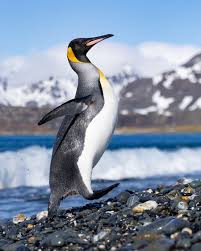 Image result for penguin