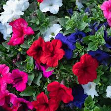Petunia Dwarf Mix (Petunia nana ...