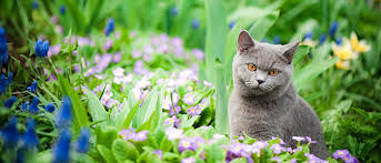 5 Facons D Eloigner Les Chats Du Jardin Premier Tech Home And Garden