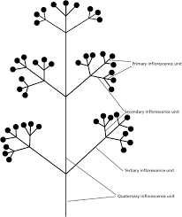 Image result for Olinia chimanimani